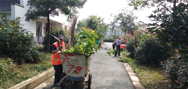 六鎮(zhèn)鎮(zhèn)柴崗村保潔人員清理雜草.jpg