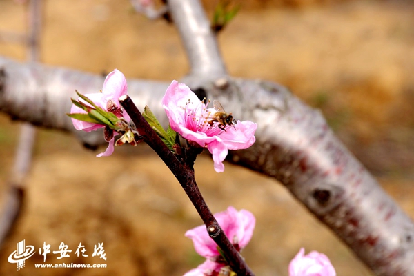 蜜蜂在桃花林中采花蜜