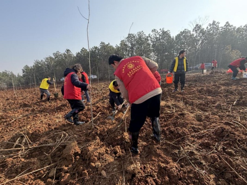 全椒縣西王鎮(zhèn)：三月春光好 植樹正當時
